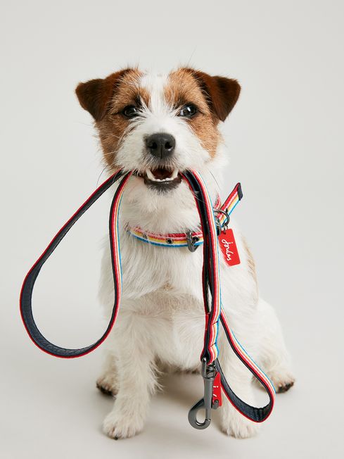Buy dog lead deals