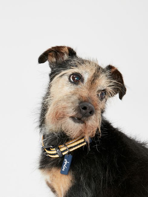 Puppy collar on sale online