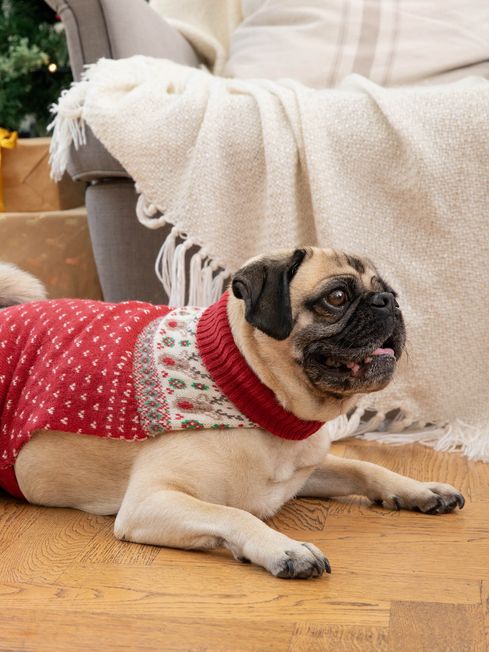 Bebe dog discount clothes