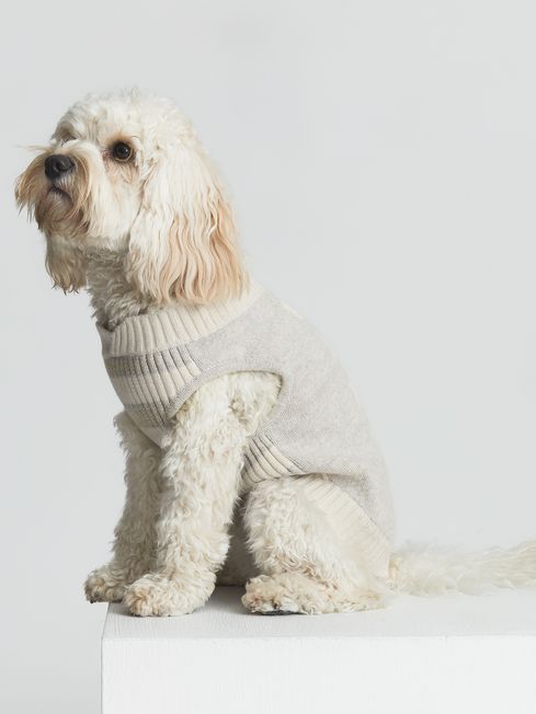 Grey dog deals jumper