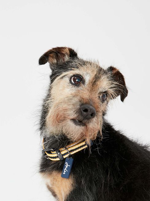Buy Joules Small Durable Dog Collar from the Joules online shop