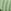 Green Stripe