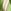 Green/Caramel Stripe