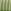 Green Stripe