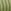 Green Stripe