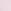 Pink Tulip