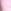Pink Tulip