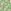 Green Linear Floral