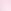 Pink Tulip