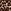 Leopard Brown Lace Trim