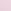 Pink Tulip