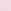 Pink Tulip