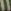 Loden Green Wide Stripe