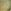 Brass/Green