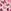 Angel Pink Flutter