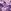 Purple Small Rosey Florals