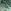 Satin Green