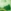 Eucalyptus Spearmint