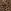 Leopard Brown