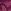 Rhubarb Purple