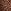 Leopard Brown