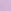 Jasmine Purple