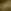 Green Chameleon
