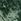 Satin Green