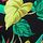 Vintage Leaves Black
