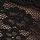 Black Angel Wings