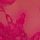 Cherry Blossom Pink