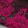 Black  Pink
