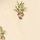 Ivory Plants