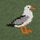 Green Seagull