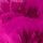 Nectar Pulse