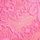 Pink Rose
