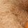 Brown Bunny