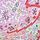 Paisley Pink
