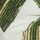 Ivory/Green