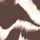 Zebra Brown