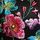 Dark Blossom Black