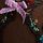 Dark Blossom Black Crotchless