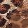 Leopard Brown