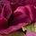 Purple Floral