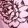 Burgandy Pink