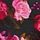 Black Rose