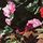 Pure Black Floral
