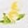 White Lemon Floral