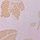 Perfume Purple