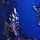 Blue Oar